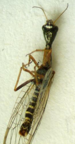 Réf. 281 833 : Xanthostigma xanthostigma